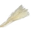 miscanthus eulalia pampas grass white