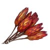 protea červená red
