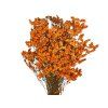 Limonium statice orange1
