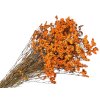 limonium sinensis orange