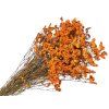 Limonium sinensis orange