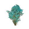 limonium statice turquoise1