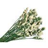 statice limonium tatarica dried cream