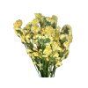 statice limonium tatarica dried yellow1