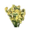statice limonium tatarica dried yellow1