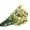 statice limonium tatarica dried yellow