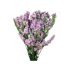 statice limonium tatarica dried violet pink1