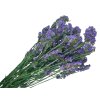statice limonium tatarica dried fialove