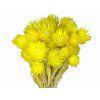 cap flowers helichrysum yellow1