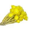 cap flowers helichrysum yellow