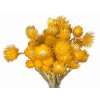 capblumen helichrysum orange light1
