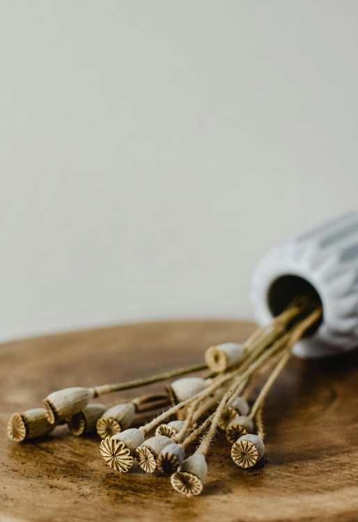 Kvety maku a makovice - noblesa v každom aranžmáne