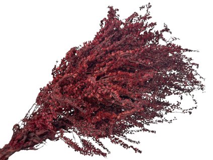 solidago zlatobyl burgundy bordove