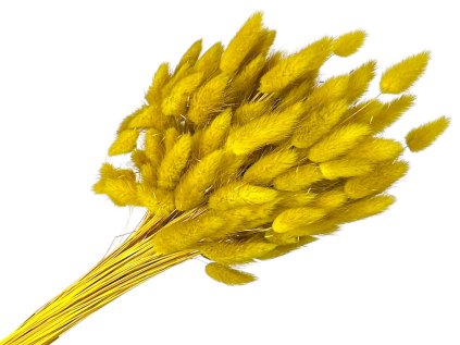 lagurus yellow mustard