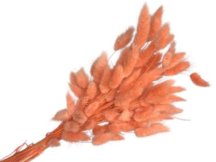 lagurus yellow peach marhulove2