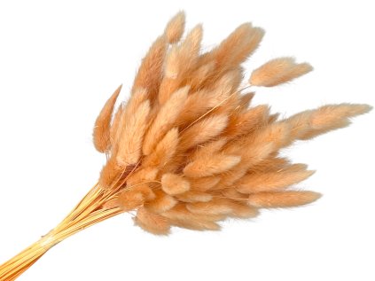 lagurus yellow peach marhulove