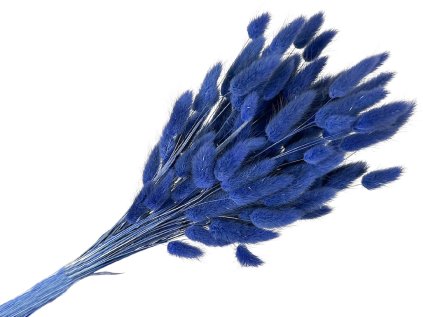 lagurus dark blue tmavomodry