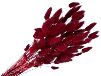 lagurus bunny tail burgundy bordove