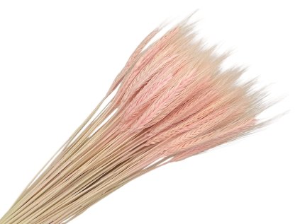 razne klasy secale baby pink powder pudrove ruzove