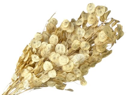 lunaria bielena bleached3