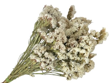 statice limonium dried susene kvety limonka white biele