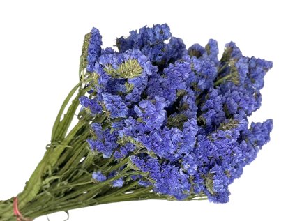 statice limonium dried susene kvety limonka modré blue