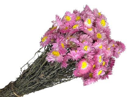 sušené slamienky dried straw flowers acroclinium ružové pink