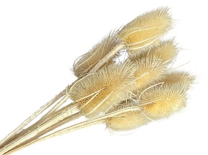 dipsacus bodliak thistle bleached bielený