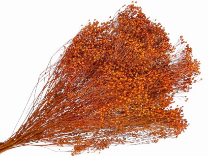 dried broom bloom susene kvety kytica oranzove orange