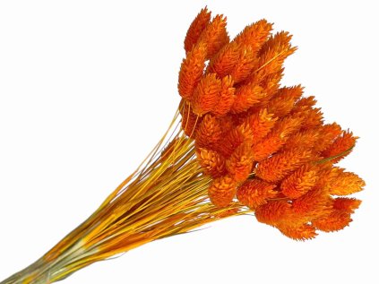 phalaris dried susena chrastnica bleached orange svetla oranzova