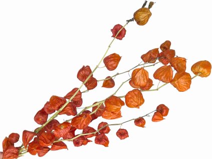 dried physalis chinese lampion machovka susena vetvicka