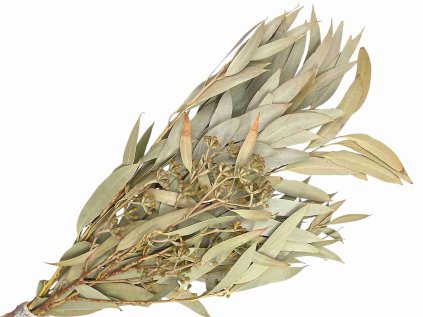 eucalyptus eukalyptus listy nicholii willow natur prirodny
