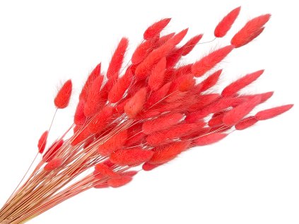 lagurus koral