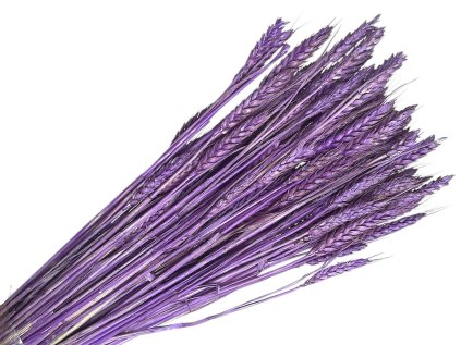 psenica dried wheat susene obilie purple fialova susina