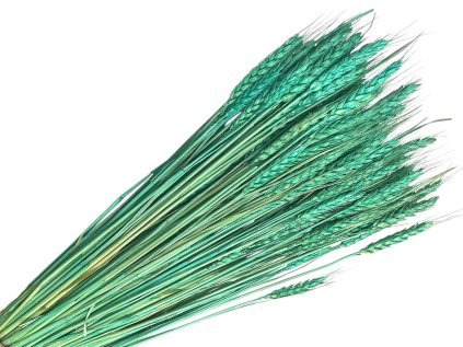 psenica dried wheat susene obilie turqoise tyrkysova
