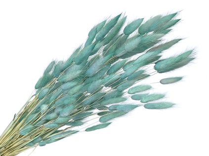lagurus svetlomodry