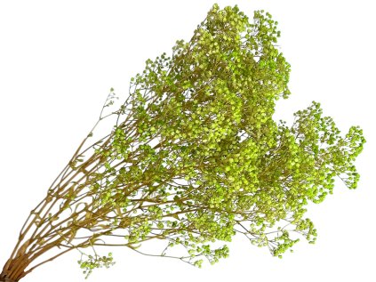 gypsophila babys breath light green gypsomilka svetlozelená limetková