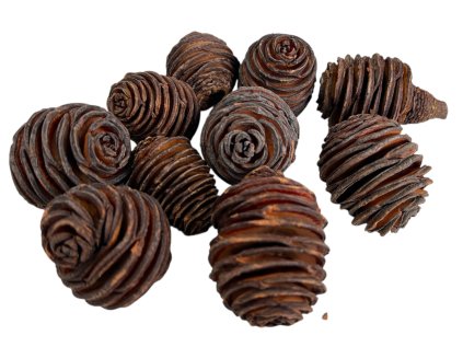 Sušené šišky Platyspermum 200g cca 9ks prírodné (2)