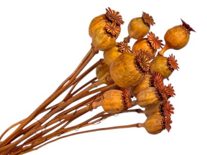 makovice prirodne oranzove tmave poppy dried natural orange autumn