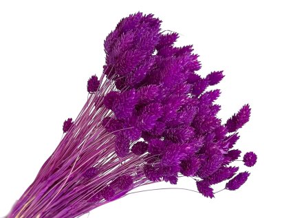 222 susena trava phalaris chrastica 80g fuchsiova