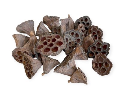 Sušené Lotosové kvety 4-6 cm 25ks - prírodné