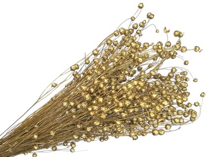 linum suseny lan strieborny zlatý gold