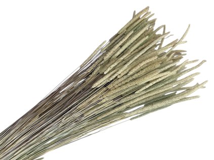 susena trava timotejka timothy grass phleum natural prirodna