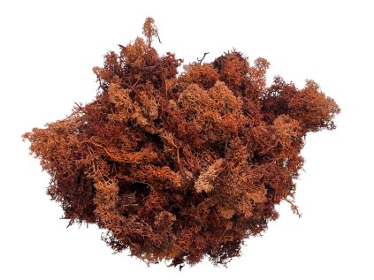 Photoroom 20250217 115139