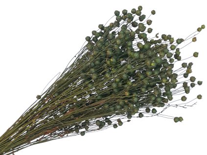 linum suseny lan dark green ihlicie zeleny tmavy