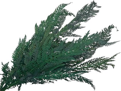 paprad susena stabilizovana tmavozelena rumora green