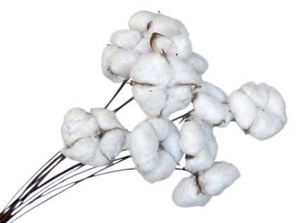 bavlnik na stonke solo cotton pods