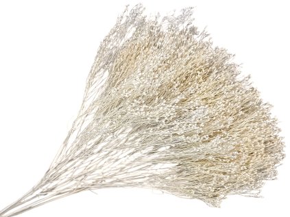 broom bloom dried flower susene kvety dried bleached biele white