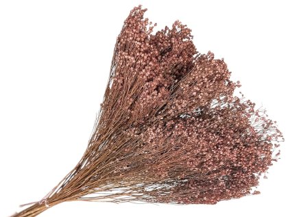 broom bloom dried flower susene kvety dried mocha mousse ružovo hneda