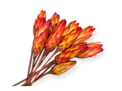 Sušený kvet Protea - puk na stonke 10ks - červený